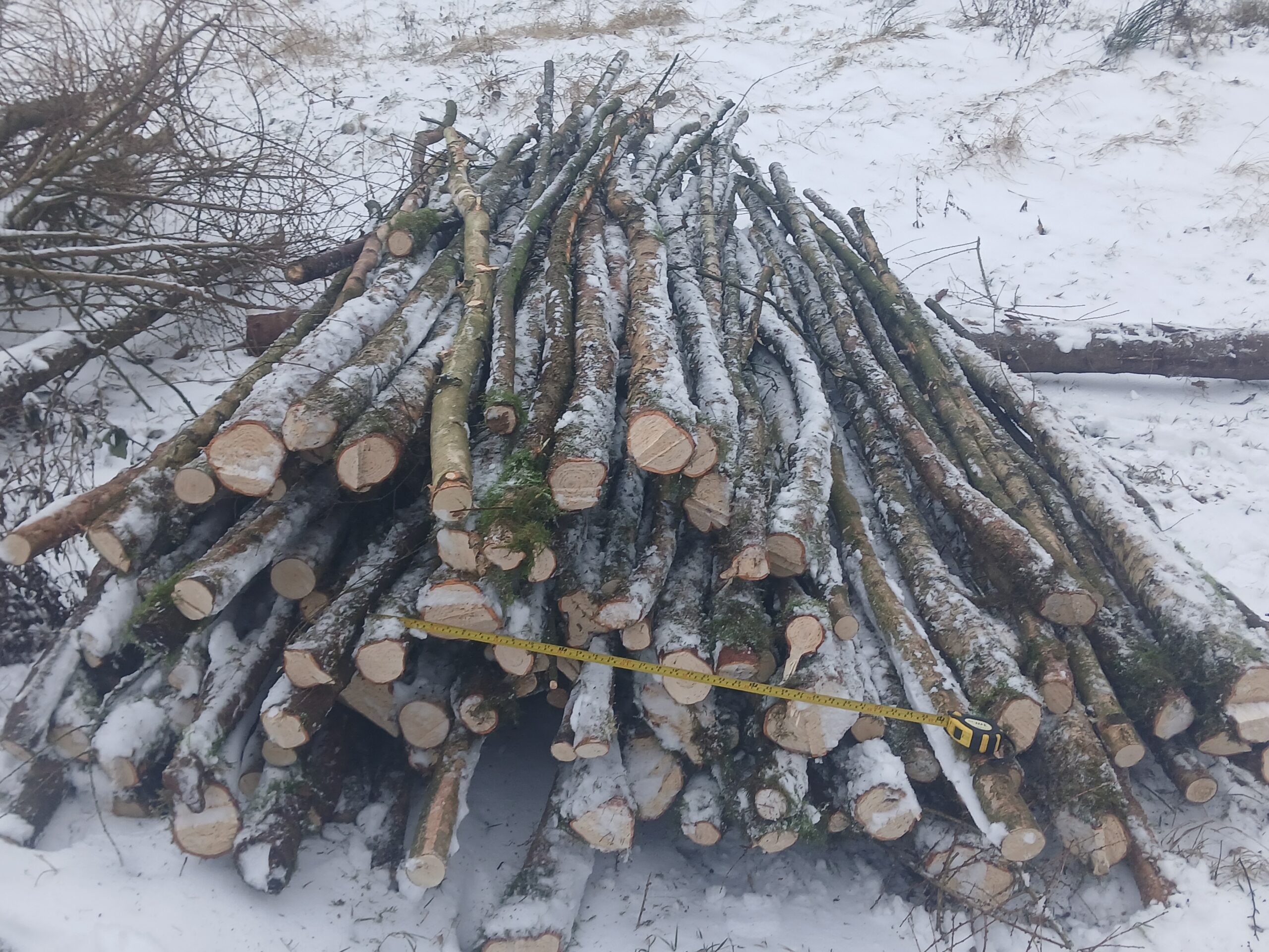 Et parti tynde birkestammer